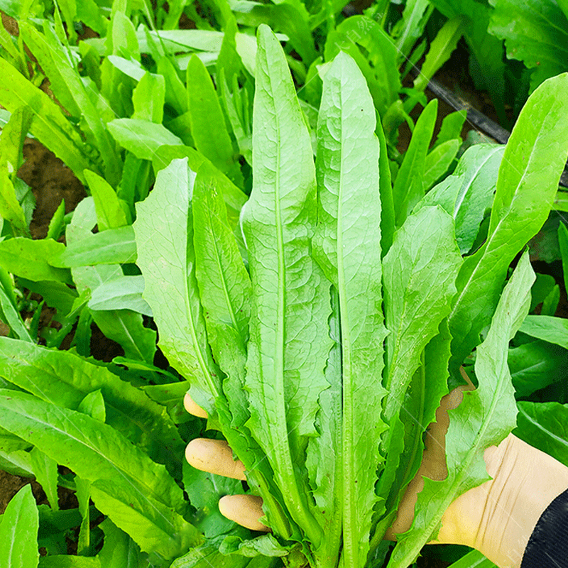 菜籽种大全蔬菜种孑四季播种萝卜香菜籽种生菜葱蒜辣椒大白菜种子 - 图1