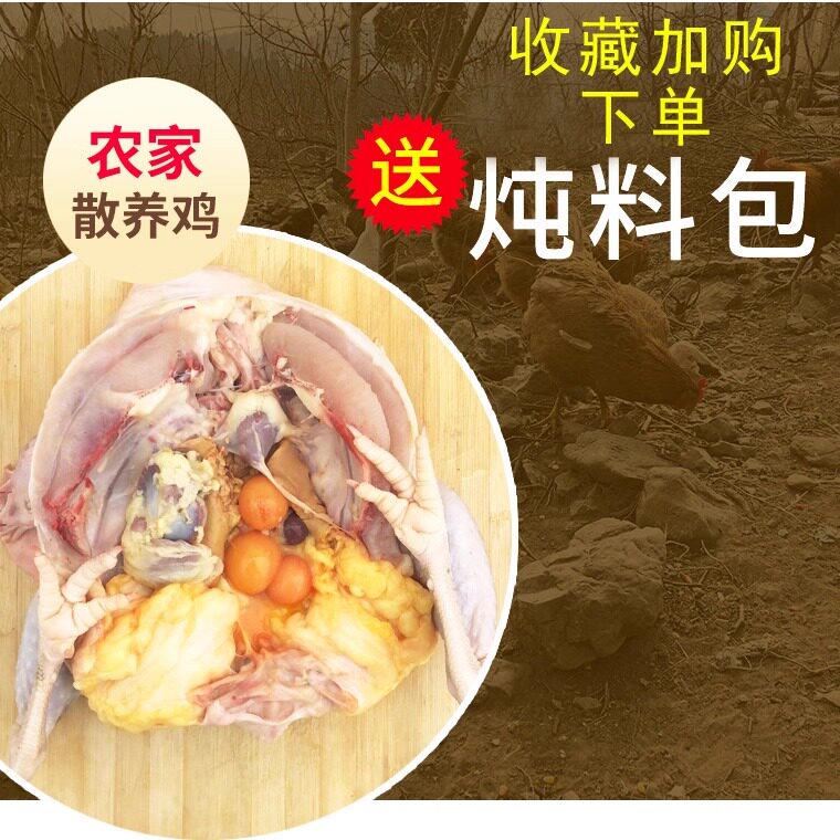 正宗黄油老母鸡农家散养土鸡新鲜现杀农村笨鸡走地鸡月子整鸡肉,淘宝优惠券,粉丝福利购,淘宝优惠卷