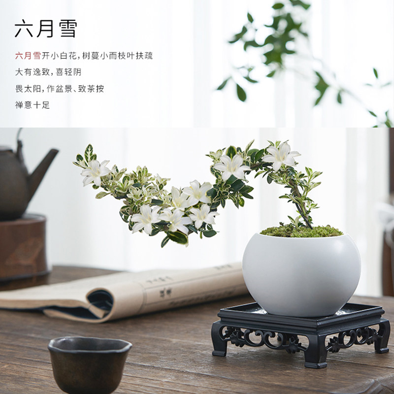 六月雪盆景悬崖红花茶桌禅意室内窗台小绿植物办公室茶几桌面盆栽,淘宝优惠券,粉丝福利购,淘宝优惠卷