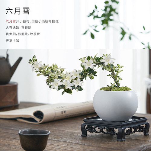 六月雪盆景悬崖红花茶桌禅意室内窗台小绿植物办公室茶几桌面盆栽 - 图0