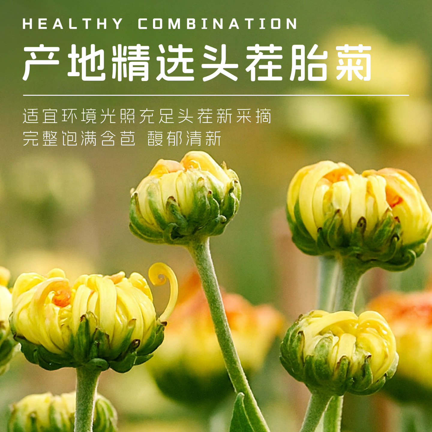 菊花茶胎菊特白菊杭散装花茶级天然正品黄菊花枸杞金银花茶泡水喝