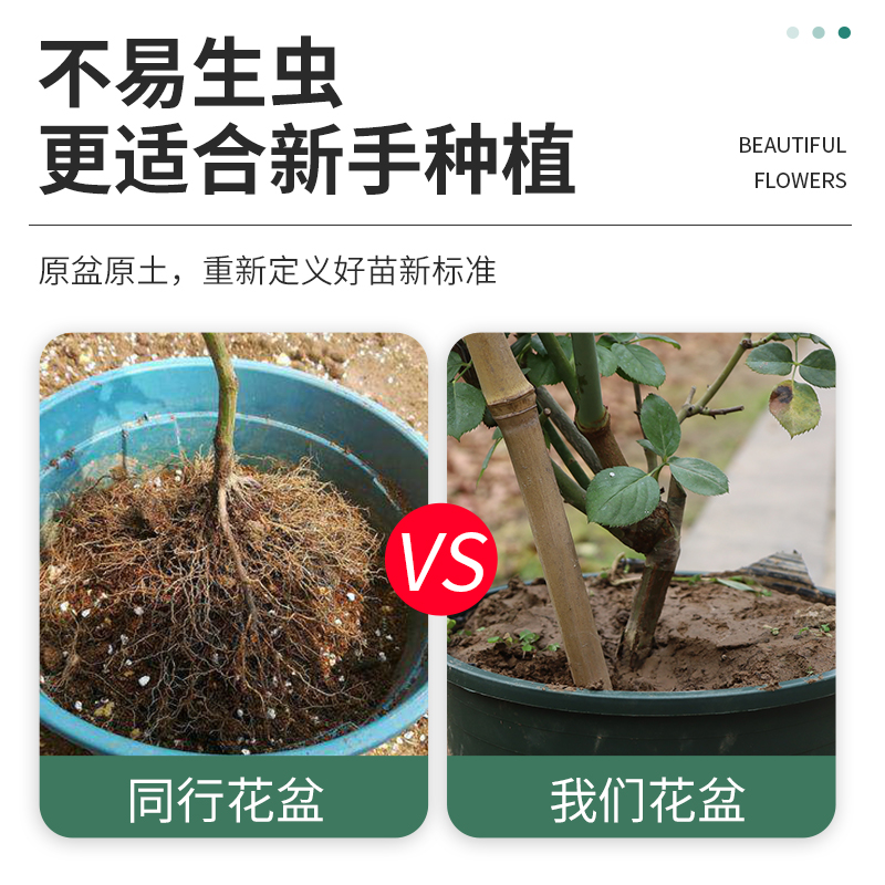 蔷薇花苗爬藤玫瑰藤本月季特大爬墙花卉阳台盆栽庭院植物四季开花 - 图2