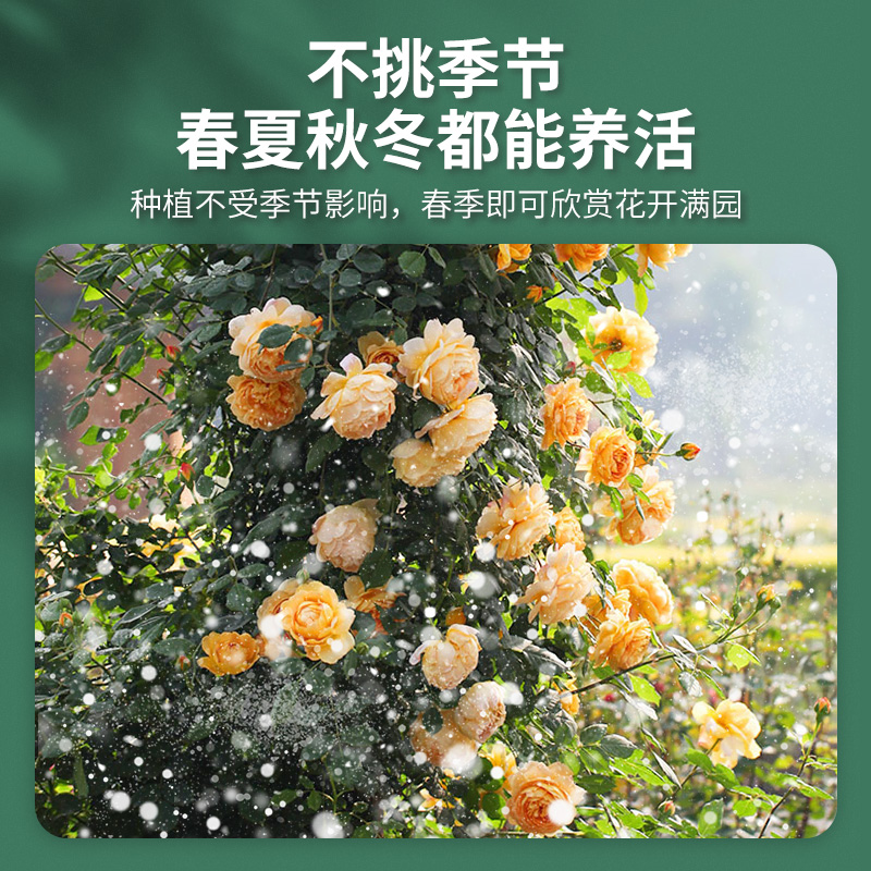 蔷薇花苗爬藤玫瑰藤本月季特大爬墙花卉阳台盆栽庭院植物四季开花 - 图0