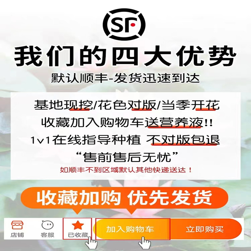 睡莲水培植物四季水养水莲花苗耐寒大睡莲根块荷花睡莲带花苞发货-图2