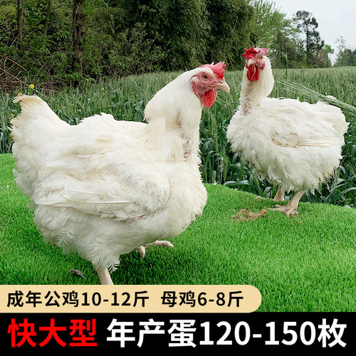 快大型土鸡817种蛋受精蛋可孵化纯种白羽肉鸡种蛋受精可孵化小鸡 - 图0