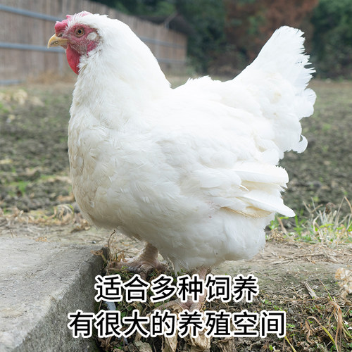 快大型土鸡817种蛋受精蛋可孵化纯种白羽肉鸡种蛋受精可孵化小鸡 - 图2