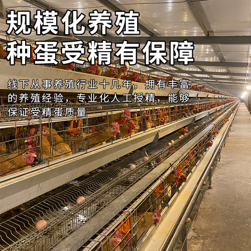 盲盒随机发种蛋受精蛋可孵化小鸡白来航贵妃鸡青脚麻九斤红五黑鸡 - 图1