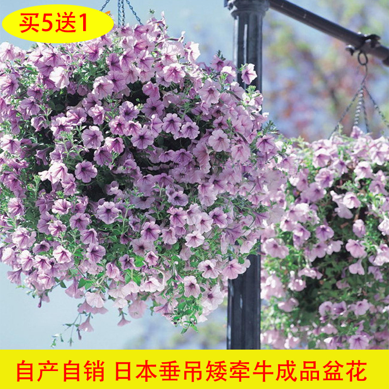 吊篮超级矮牵牛花苗盆栽带花矮牛花种子室外花卉 - 图2