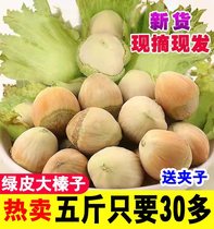 2023 Fresh wild big hazelnut new stock Northeast China Liaoning with green leather water Ren Shuanren peeled raw hazelnut