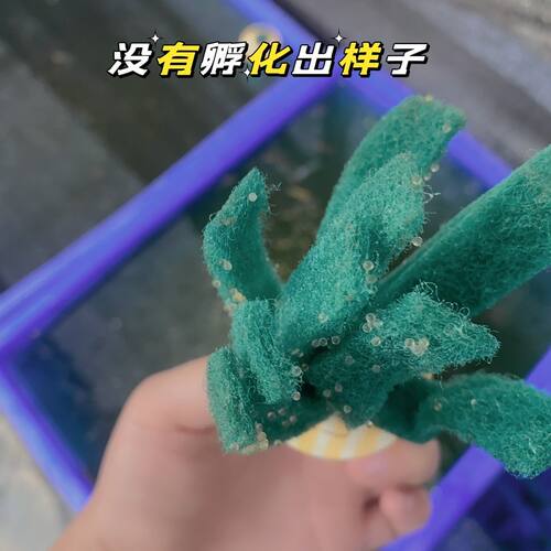 观背青鳉精品天使之翼鱼卵260颗混发16品种混色冷水鱼小型观赏鱼 - 图1