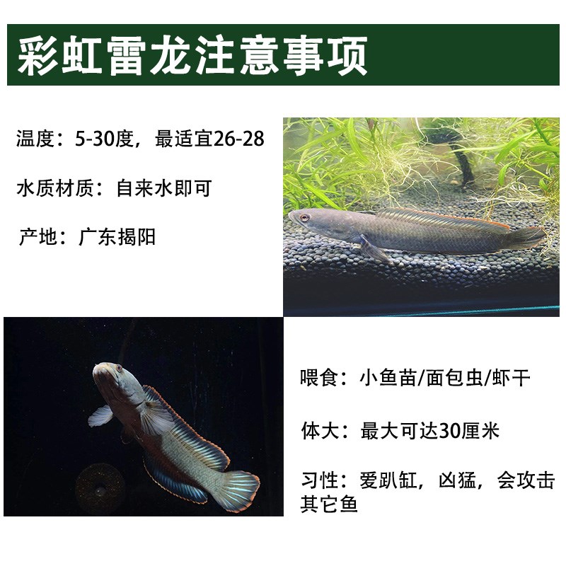 彩虹雷龙鱼易活好养冷水淡水观赏鱼南鳢七星鱼活体稳定对鱼包邮 - 图1