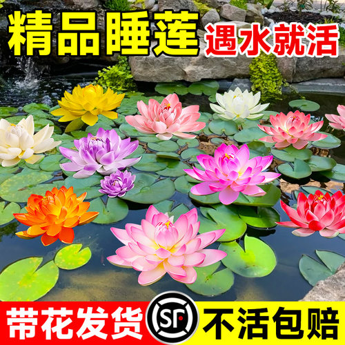睡莲水培植物带花苞盆栽鱼池莲花水养观赏荷花藕种水养苗四季开花 - 图0