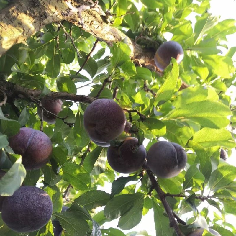 嫁接黑布林李子树苗红肉黑布朗大李子苗盆栽地栽李树南方北方种植,淘宝优惠券,粉丝福利购,淘宝优惠卷