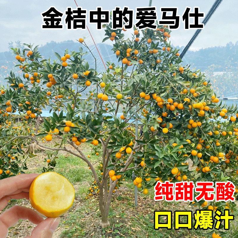 脆皮金桔带果发货盆栽树苗四季果树可食用橘子苗脆皮金橘室内常绿,淘宝优惠券,粉丝福利购,淘宝优惠卷
