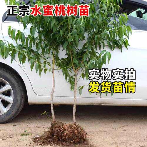 早熟水蜜桃树苗嫁接黄桃树当年结果南方北方种植树苗桃树果苗 - 图1