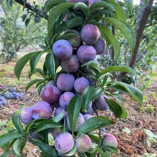 四川五月脆李子苗嫁接脆甜脱骨李树苗早熟一点红凤凰李树苖空心李 - 图0