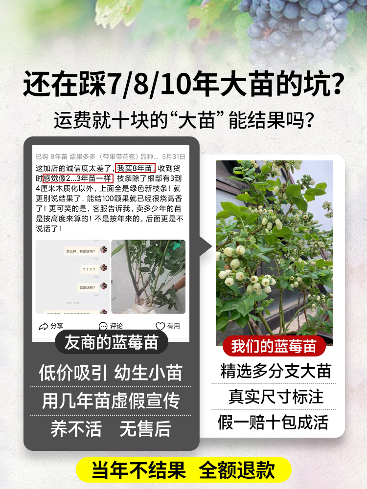 蓝莓苗盆栽蓝莓树果苗北方南方种植四季果树薄雾兔眼特大阳台带果-图1