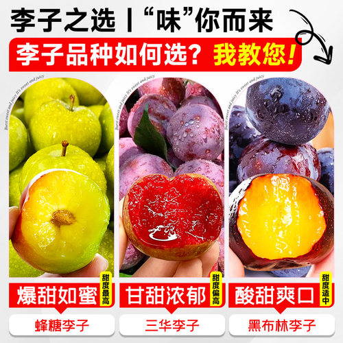 李子树苗国峰7号脆甜果树果苗盆栽蜂糖新品种特大号南北方可种植 - 图2