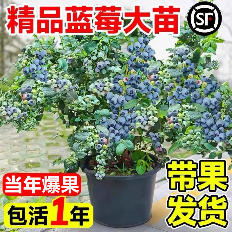 蓝莓树果苗l25盆栽特大带果发货蓝梅树苗南北方种植果苗四季果树,淘宝优惠券,粉丝福利购,淘宝优惠卷