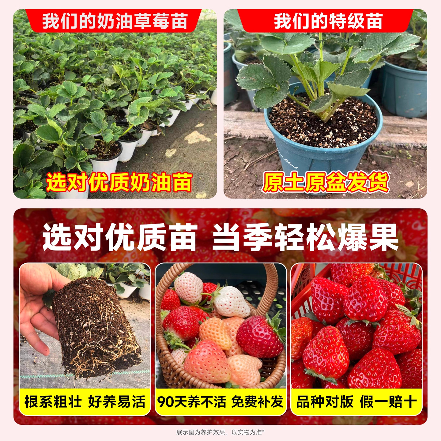 草莓苗秧盆栽奶油四季结果脱毒优质玄玉草莓新苗特大号批发果树苗,淘宝优惠券,粉丝福利购,淘宝优惠卷