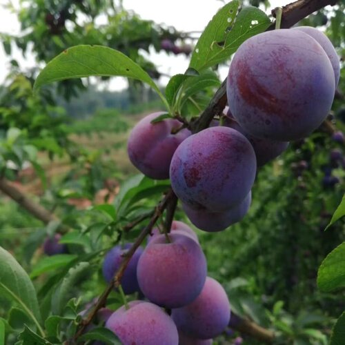 四川五月脆李子苗嫁接脆甜脱骨李树苗早熟一点红凤凰李树苖空心李 - 图2