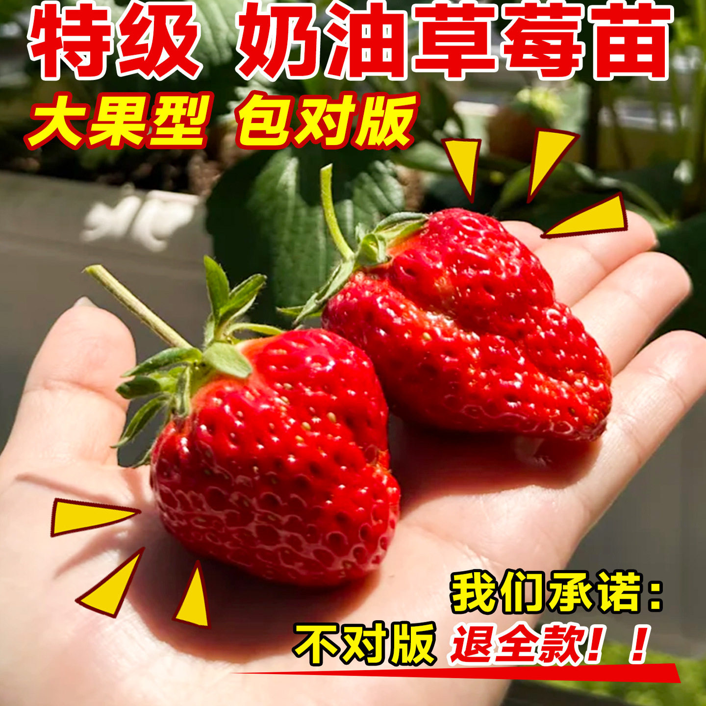 草莓苗秧盆栽奶油四季结果脱毒优质玄玉草莓新苗特大号批发果树苗,淘宝优惠券,粉丝福利购,淘宝优惠卷