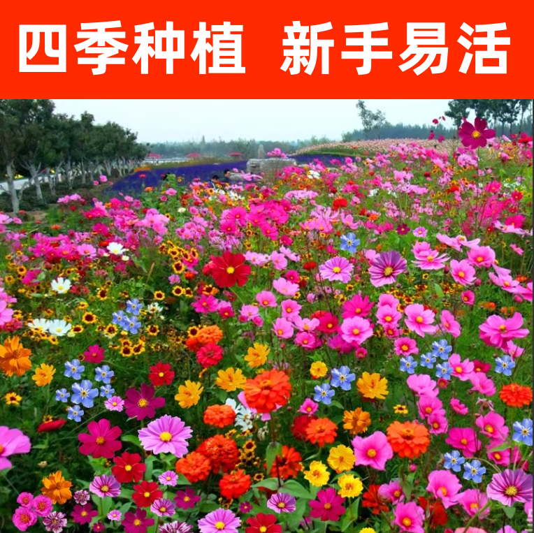 波斯菊花种子格桑花种籽子七彩四季易活花籽庭院野花组合种子