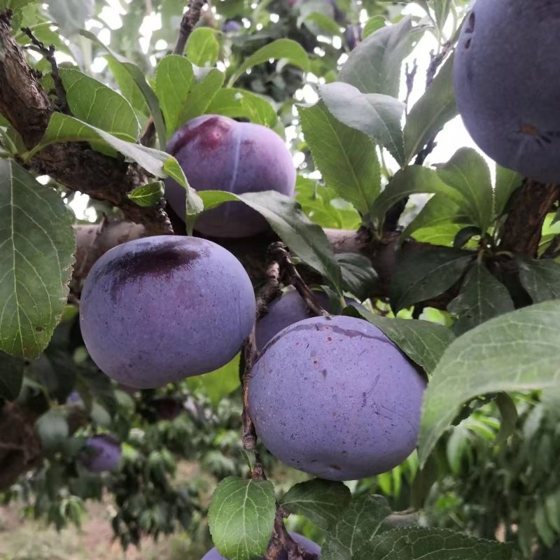 嫁接黑布林李子树苗红肉黑布朗大李子苗盆栽地栽李树南方北方种植,淘宝优惠券,粉丝福利购,淘宝优惠卷