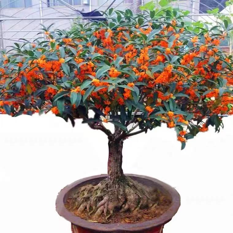 桂花树苗花卉盆栽室内外庭院绿植物好养四季开花八月沉香金桂浓香
