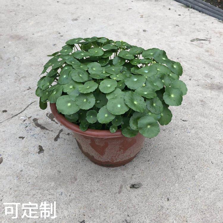 基地铜钱草盆栽花卉金钱草土培桌面盆栽绿植多肉植物 - 图0