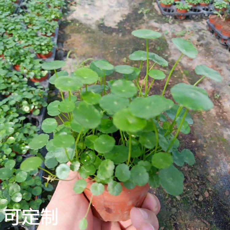 铜钱草水培绿植办公室水养植物金钱富贵草盆栽 - 图2