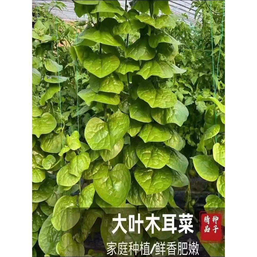 大叶木耳菜种子高钙肉厚夏天耐高温四季室外阳台盆栽农田蔬菜种籽 - 图2