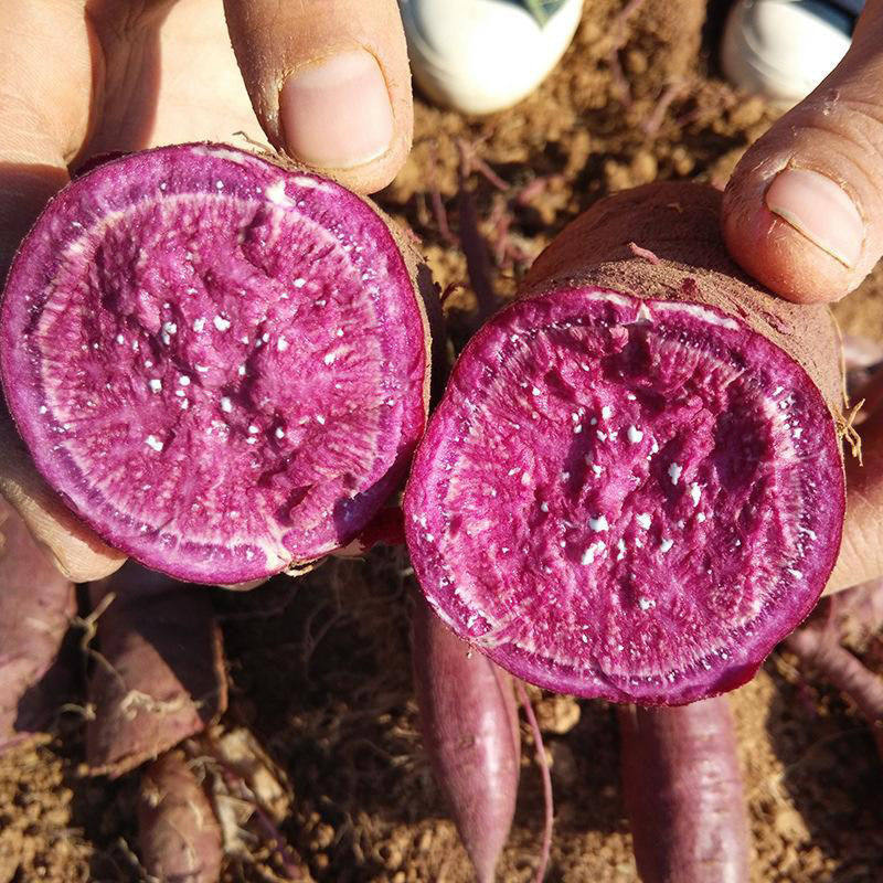 新鲜精果现挖紫心小10 5斤番薯 悦典食品番薯