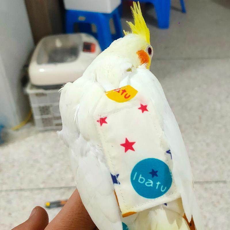 鹦鹉屎兜尿不湿立体款固定肩带可调节大容量尿裤衣服玄凤牡丹虎皮,淘宝优惠券,粉丝福利购,淘宝优惠卷