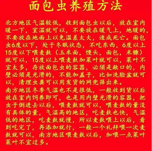 面包虫活的虫子喂鸡喂鸟吃的活物活体龙鱼蝎子画眉八哥乌龟食鲜活 - 图1