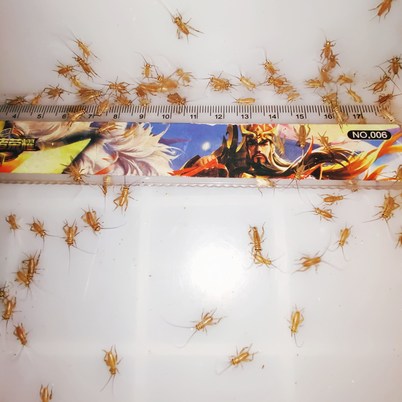 蛐蛐蟋蟀活体蜥蜴活体饲料白蛐蛐活物蟋蟀宠物守宫鸟食油葫芦活体 - 图1