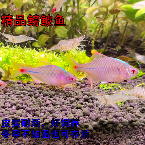 好养淡水观赏鳑鲏鱼七彩石旁皮除藻冷水鱼活体小型热带原生群游鱼 - 图1