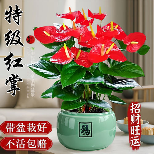 红掌盆栽招财旺宅桌面盆景鸿运当头办公室花卉绿植室内外禅意四季 - 图3