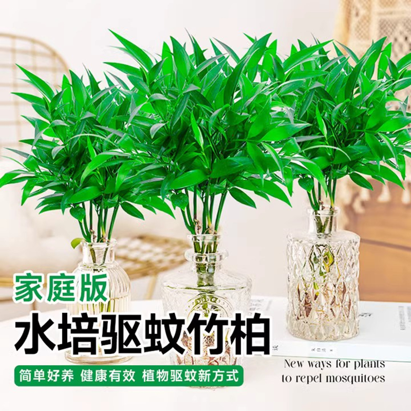 竹柏驱蚊竹水培植物室内客厅水养绿植花卉盆栽办公室桌面四季好养-图2