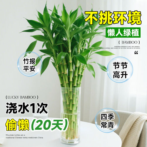 富贵竹水培植物客厅招财花卉绿植盆栽室内四季好养粗杆带根水竹子 - 图0