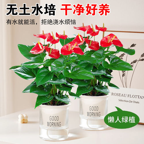 红掌盆栽室内花水培红掌白掌绿植四季好养开花办公室桌面花卉植物 - 图1