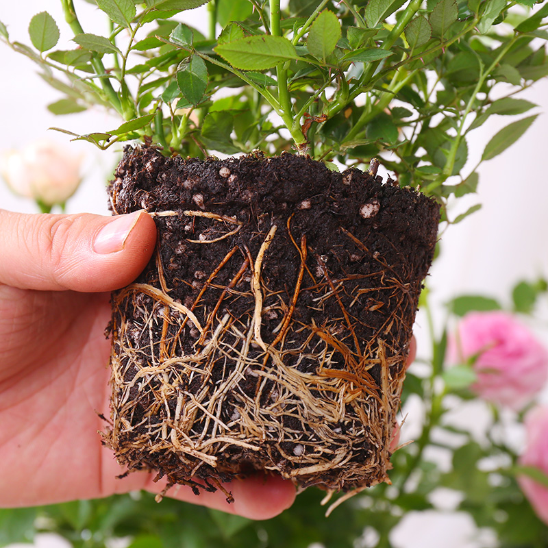 玫瑰花盆栽带花苞室内好养花卉观花植物阳台月季花苗盆栽四季开花 - 图1