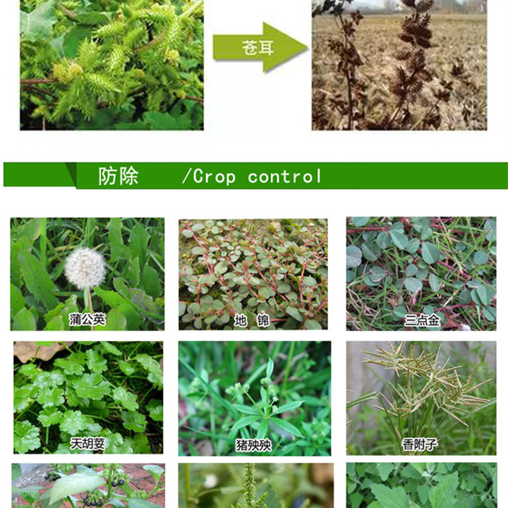 进宝氯氟吡氧乙酸除草剂水稻玉米小麦阔叶杂草水花生小飞蓬烂根药-图2