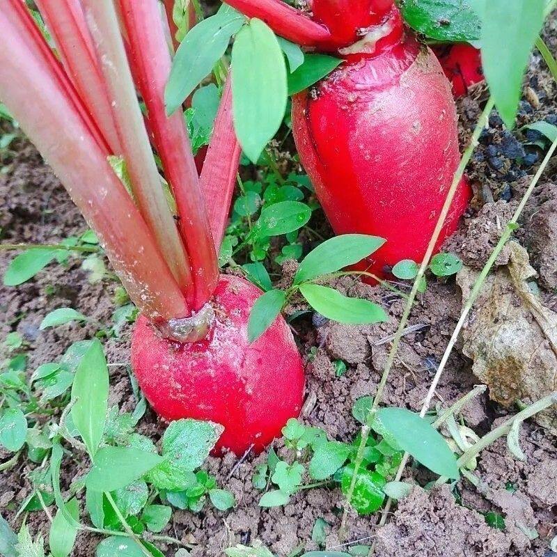 新鲜泡菜萝卜半头红四川 特产自种红皮白心萝卜胭脂萝卜农家蔬菜