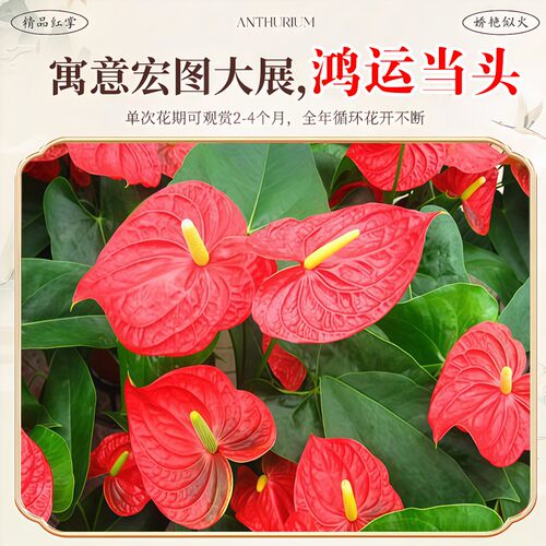 红掌盆栽带花发货客厅鸿运当头乔迁好养花卉植物四季好养桌面盆景 - 图3