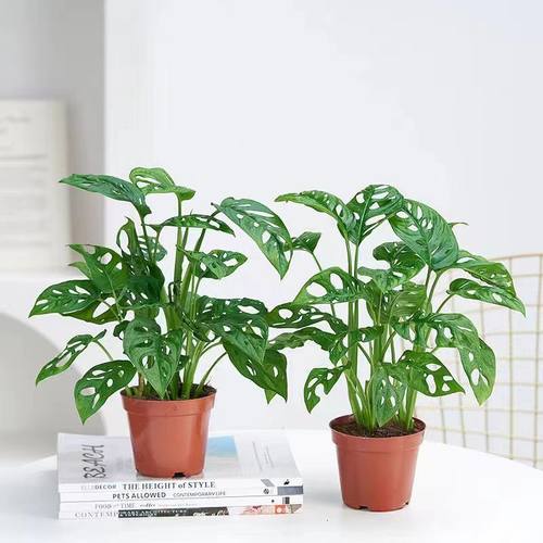 水培植物仙洞龟背竹洞芋盆栽室内桌面耐阴植物四季好养水养绿植 - 图2