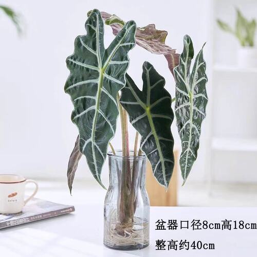 大仙女海芋水培植物绿植桌面好养活花卉盆栽办公室客厅四季常青 - 图2