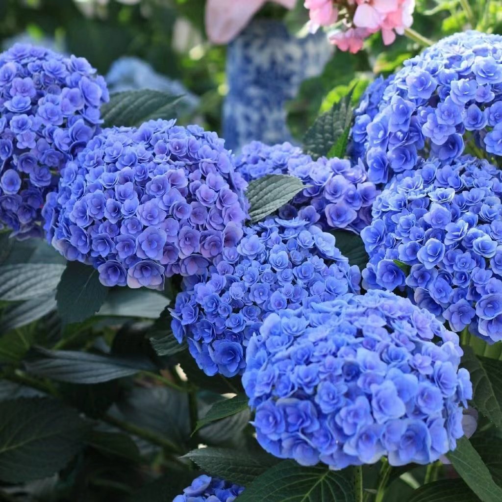 绣球花苗盆栽花卉植物室内好养多季开花不断无尽夏大花易成活花卉,淘宝优惠券,粉丝福利购,淘宝优惠卷