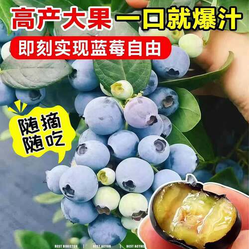 蓝莓树果苗盆栽带果发货阳台南北方种植蓝莓果树苗特大号当年结果 - 图2
