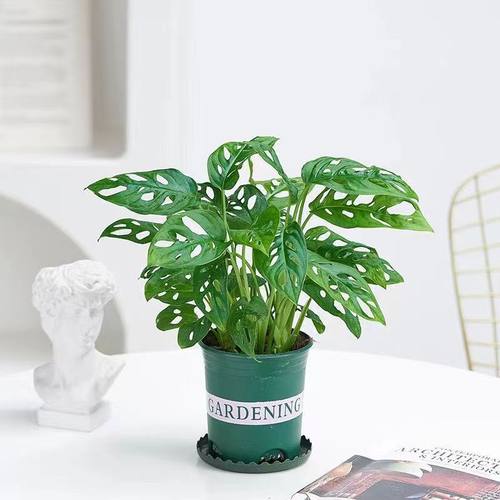 水培植物仙洞龟背竹洞芋盆栽室内桌面耐阴植物四季好养水养绿植 - 图3